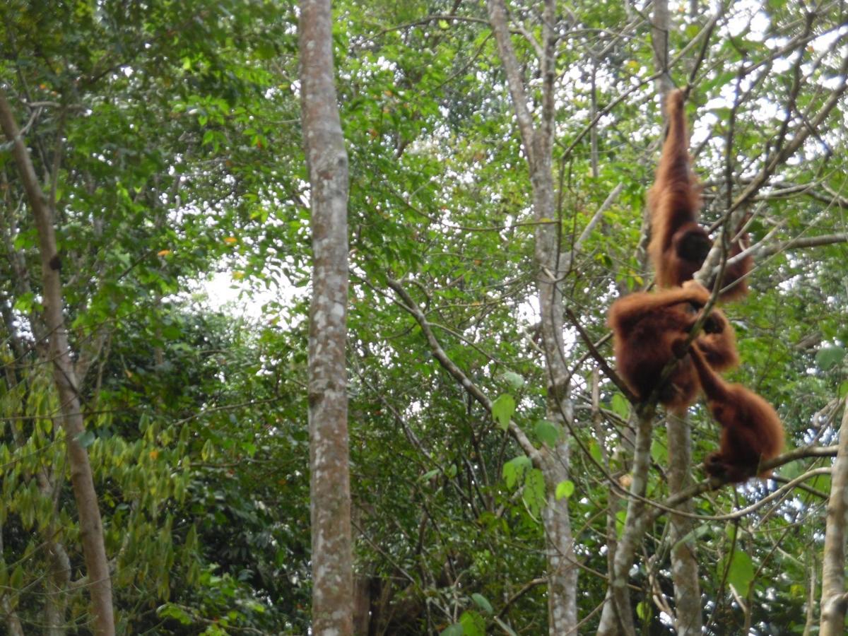 Ambow Homestay Jungle Trekking & Village Tour Bukit Lawang Exteriér fotografie