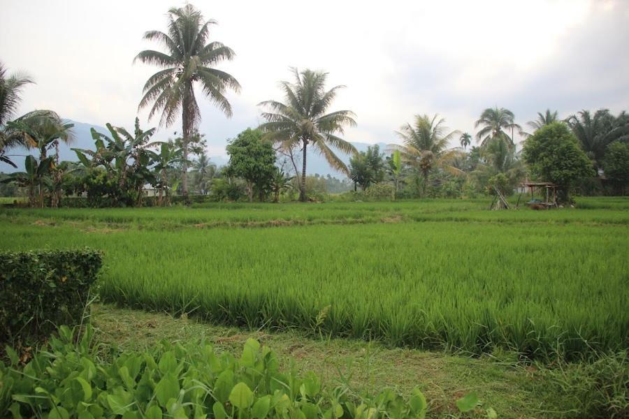 Ambow Homestay Jungle Trekking & Village Tour Bukit Lawang Exteriér fotografie