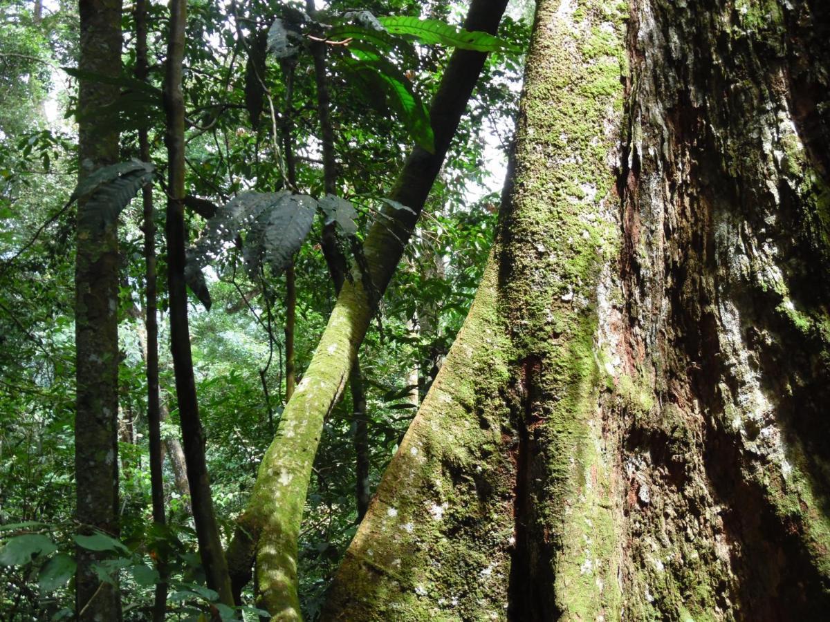 Ambow Homestay Jungle Trekking & Village Tour Bukit Lawang Exteriér fotografie
