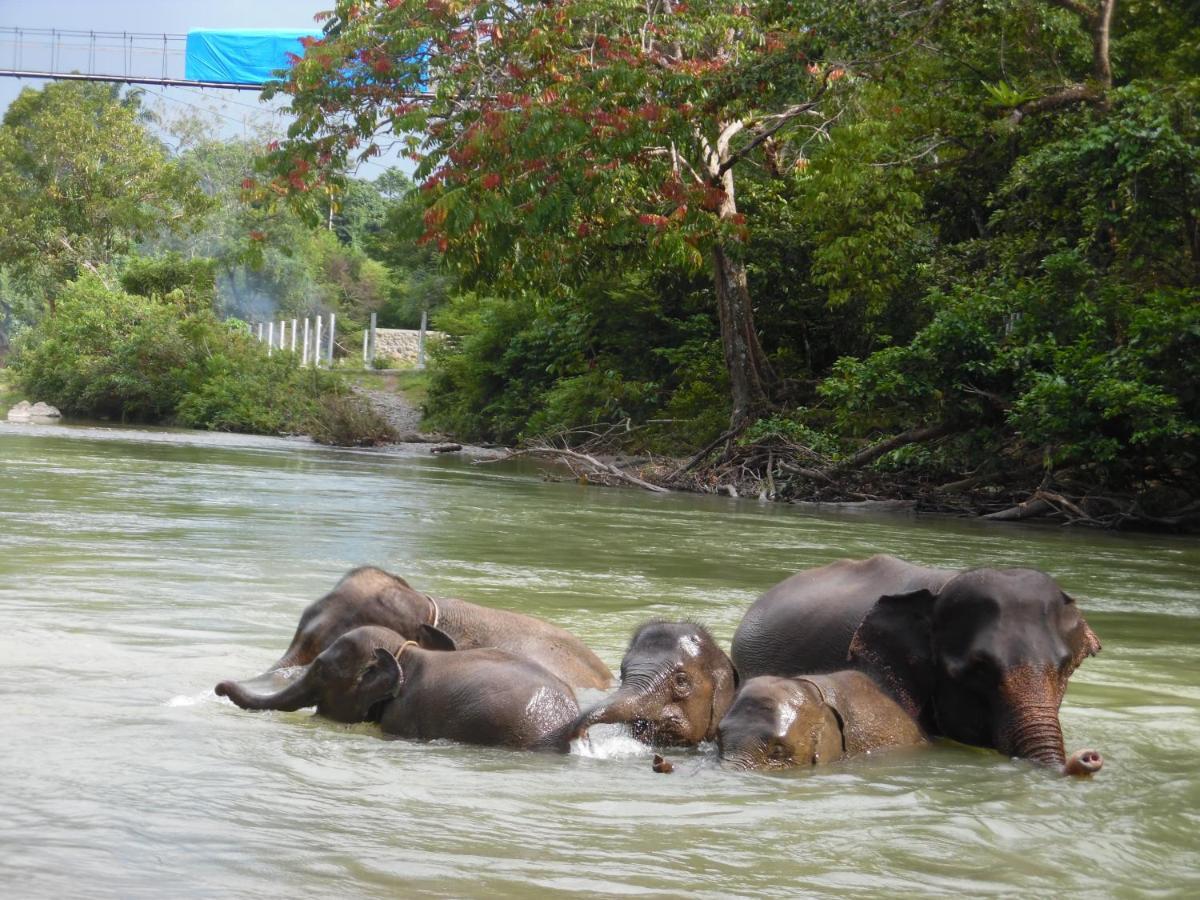 Ambow Homestay Jungle Trekking & Village Tour Bukit Lawang Exteriér fotografie
